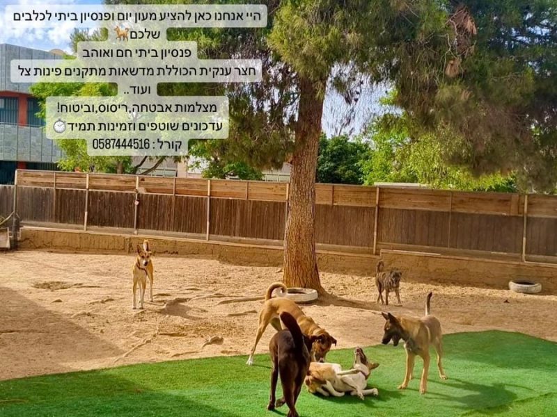 קורל דהן | פנסיון כלבים "הבית של ליאו" | הדרך שלי מאימוץ שני כלבים, להגשמת החלום הגדול שלי