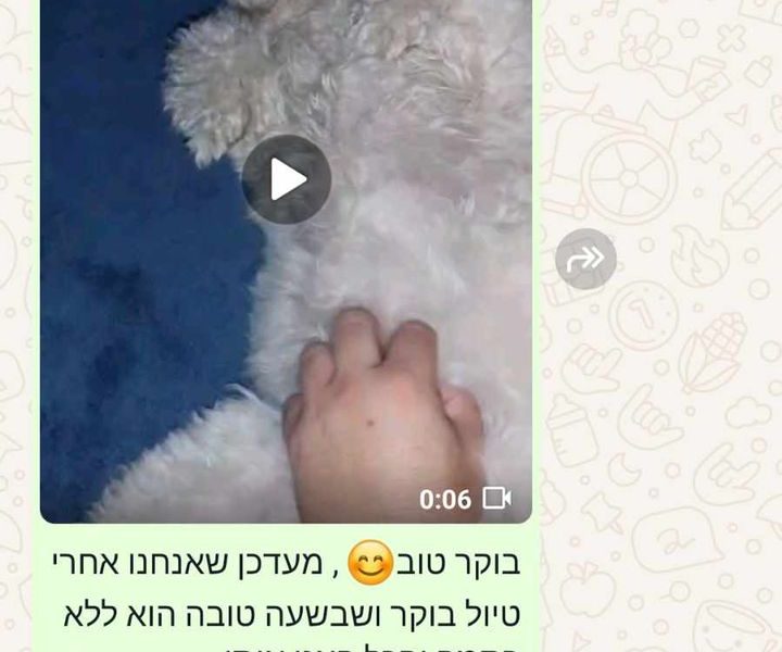 הפנסיון של נתי | פנסיון לכלבים קטנים וזעירים עד 3 כלבים