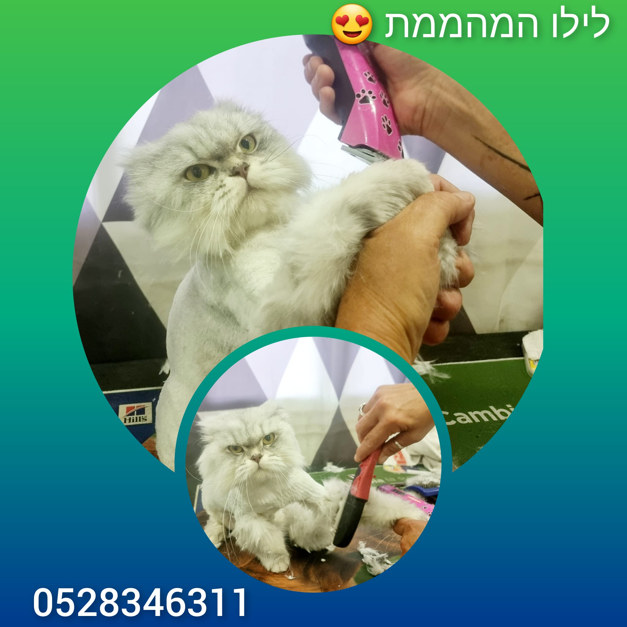 עינב ישראל | כלבטוש | מספרת כלבים וחתולים | טיפוח בעלי חיים | אווירה פסטורלית | איזור חיפה והקריות
