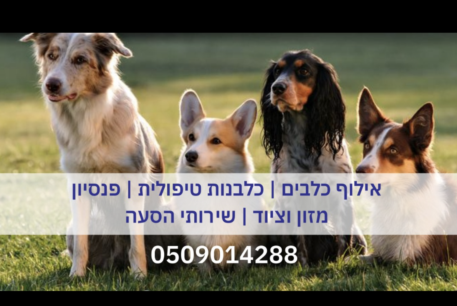 יאיר פינטו | נאמן על 4 | כלבנות שיקומית | אילוף כלבים | אשקלון והסביבה