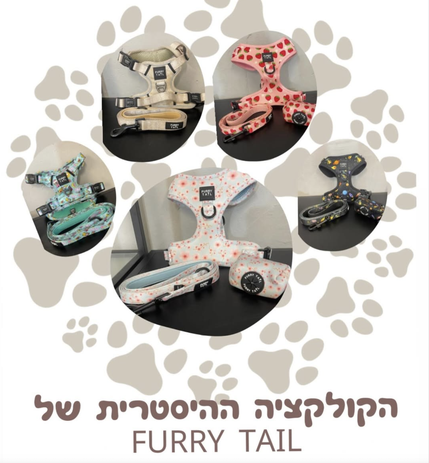 Di Dog | דניאל בן זקן | מספרת כלבים מקצועית | גרומינג לכלבים | קרית גת